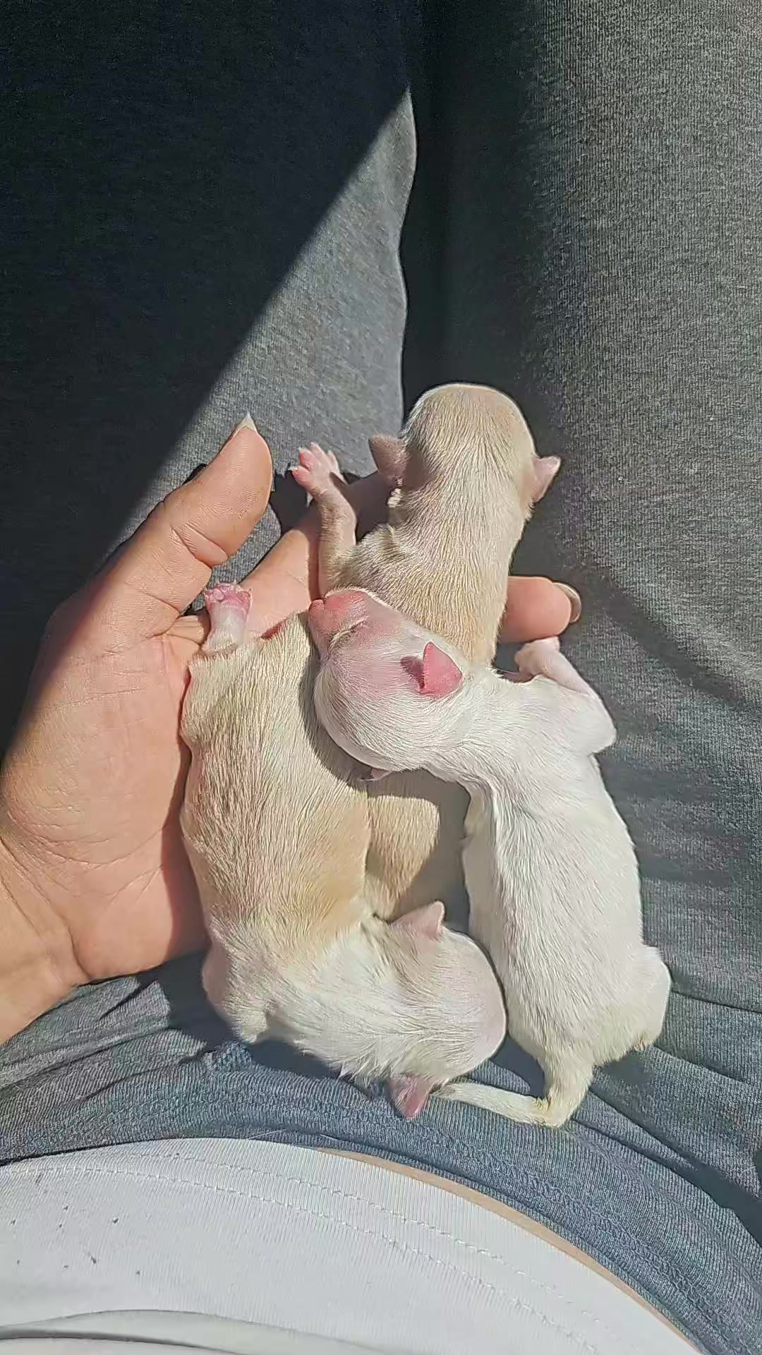 @cats&dogs)