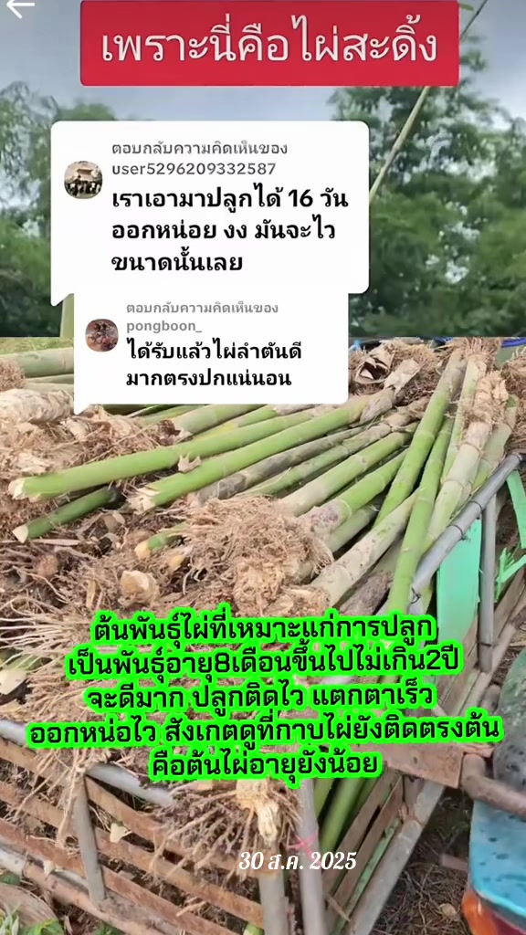 @นัดดาชอป