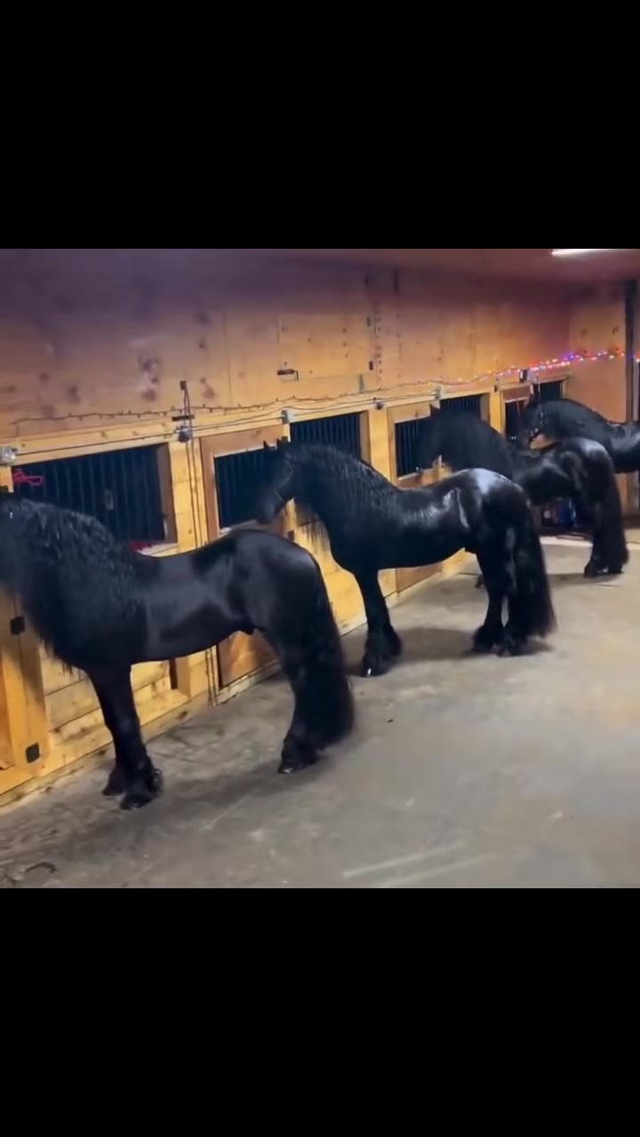 @ganader&iacute;a🐮 y caballo🐴☠️