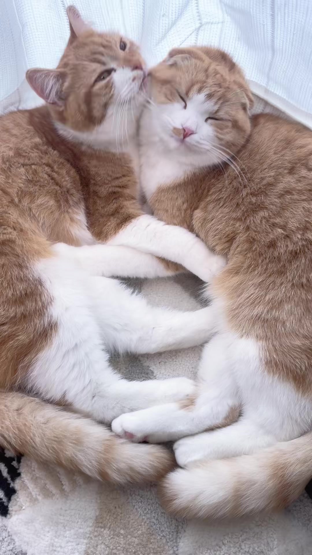 @マロン