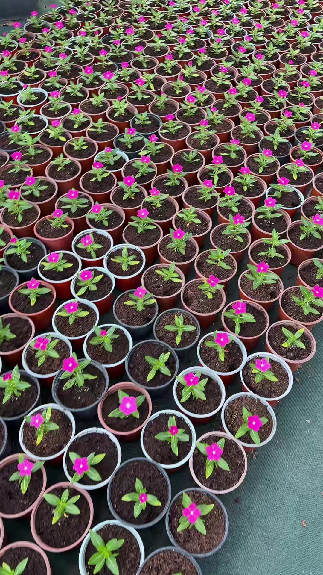 @Begüş🧚♀️