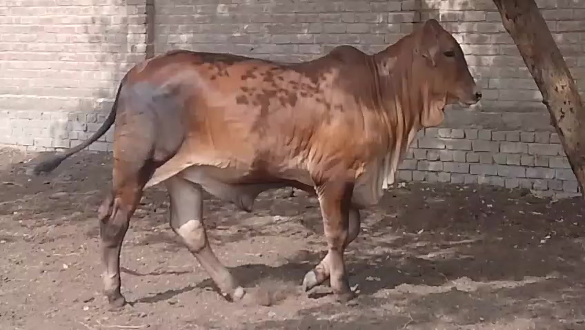 @HS Cattle Farm