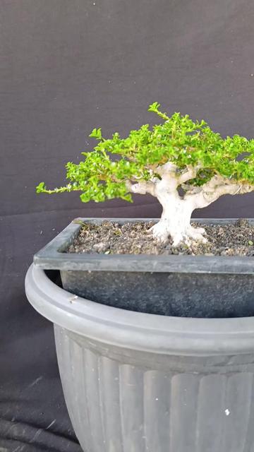 @Yanubonsai
