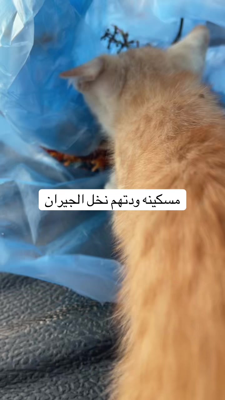 @ashkaltbiah
