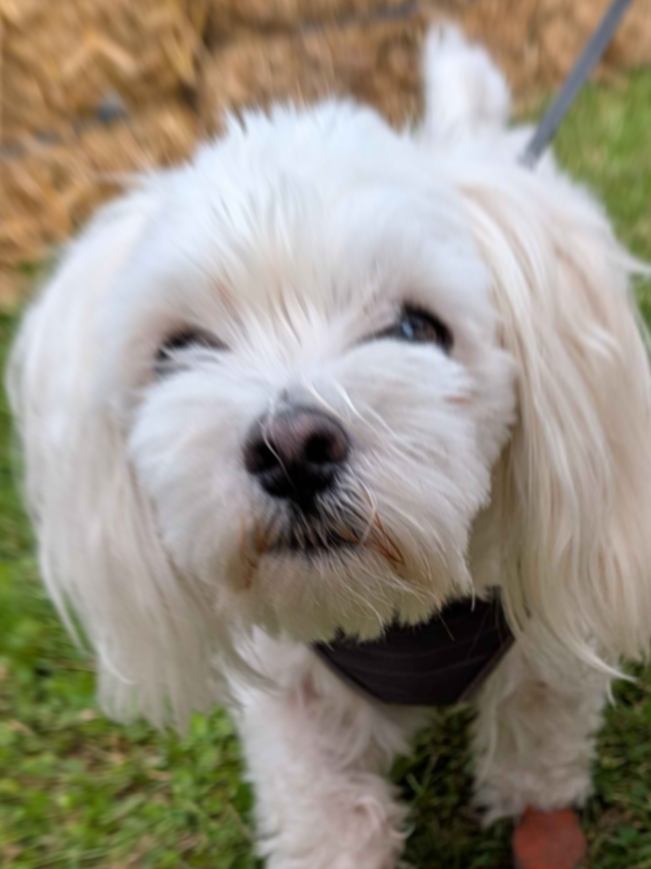 @Global Pet Foods York Region