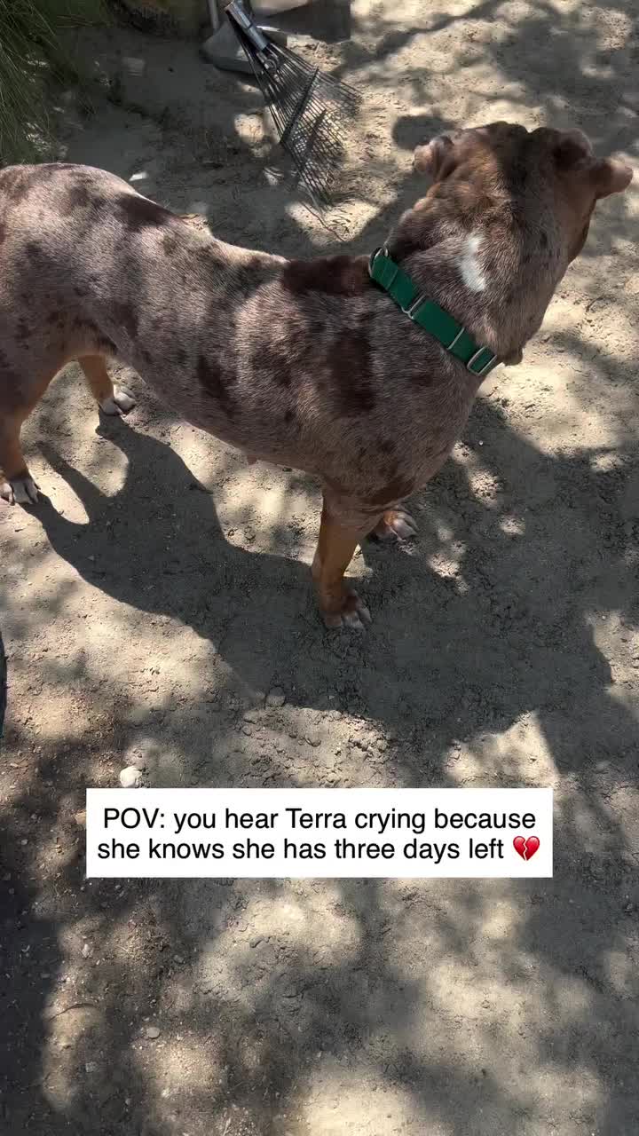 @Cane Corsos