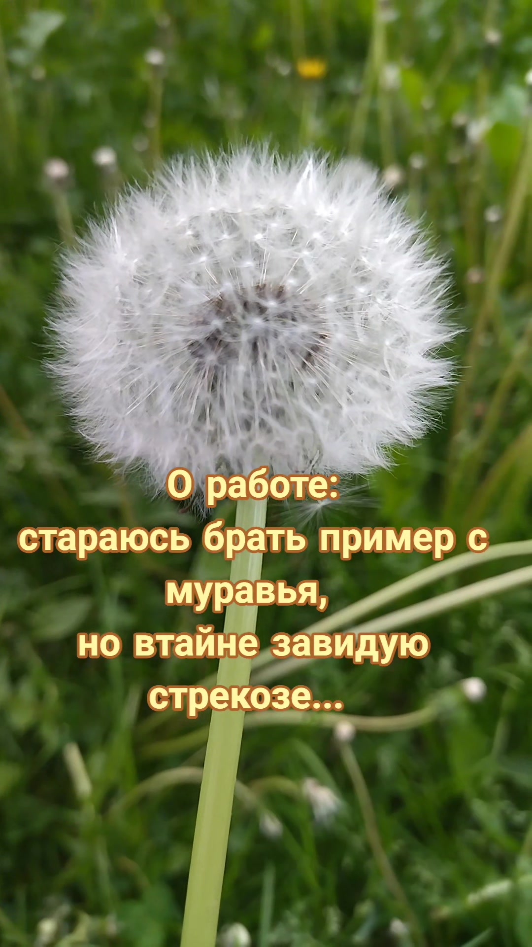 @vikalisa05