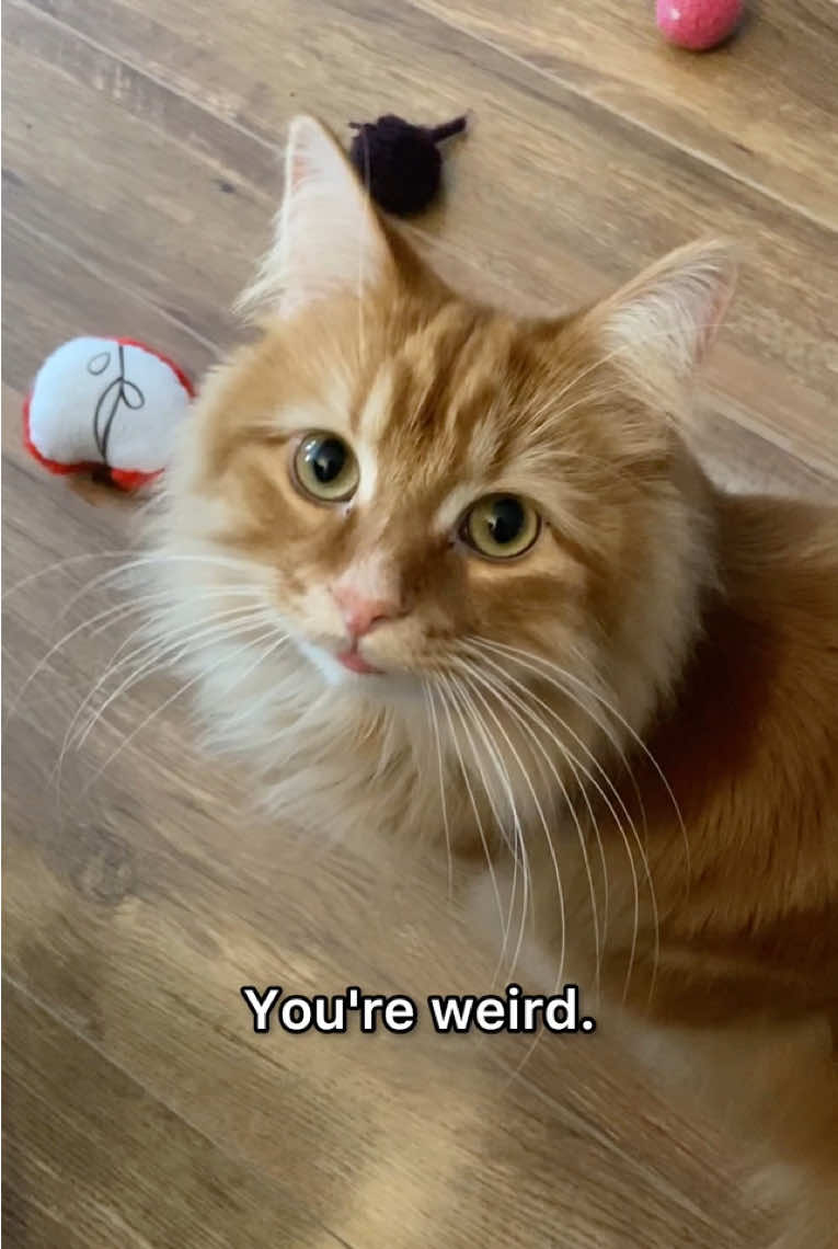 @The Oreo Cat