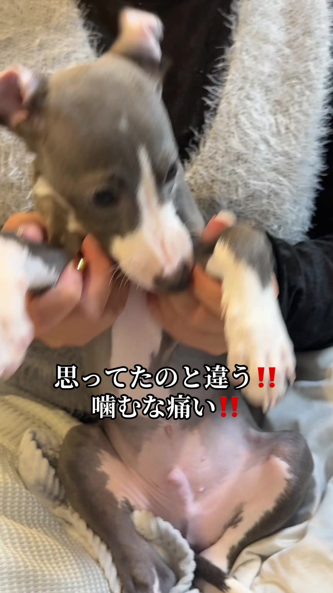 @バディーとジュニア