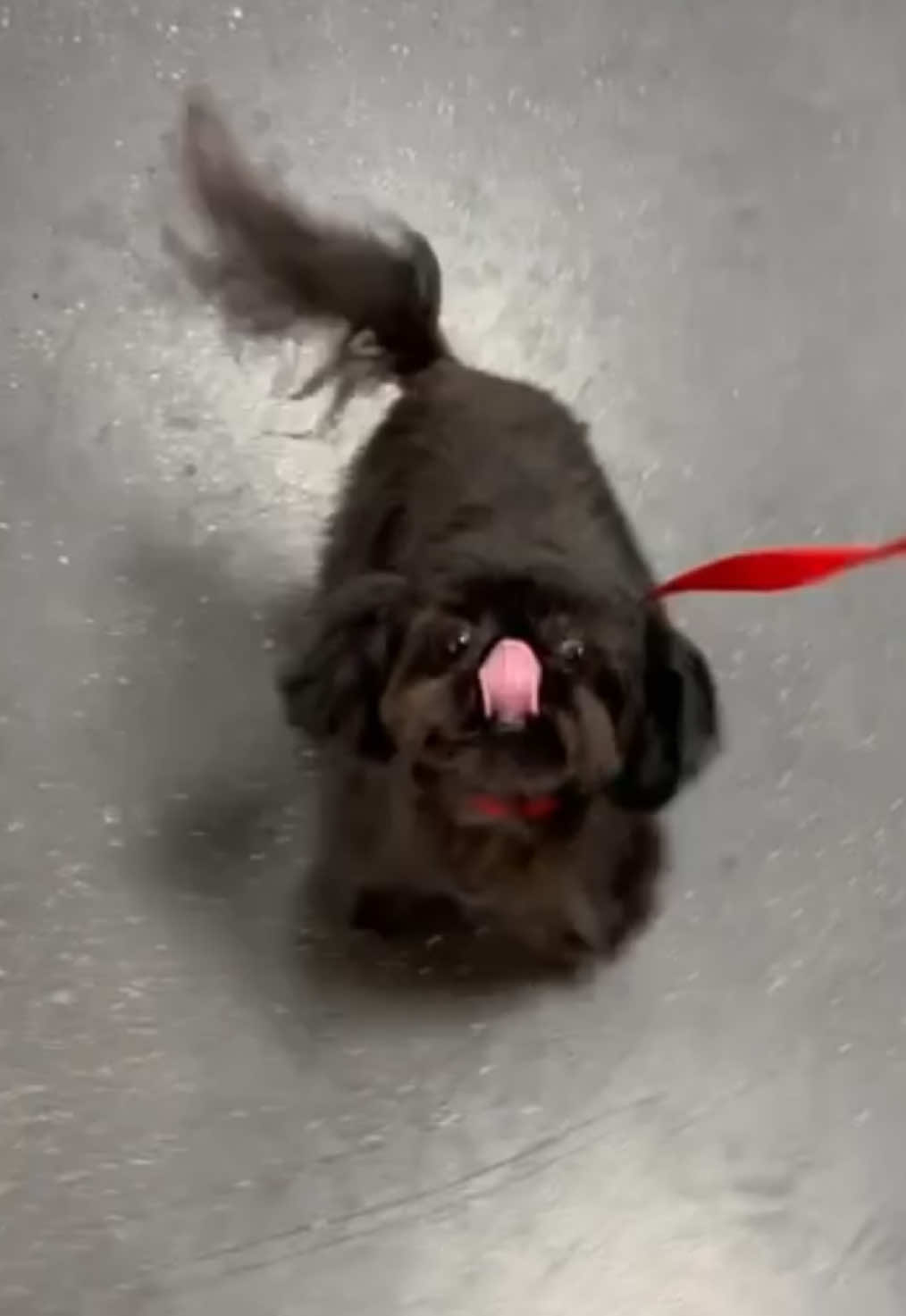 @desilynns_dogs
