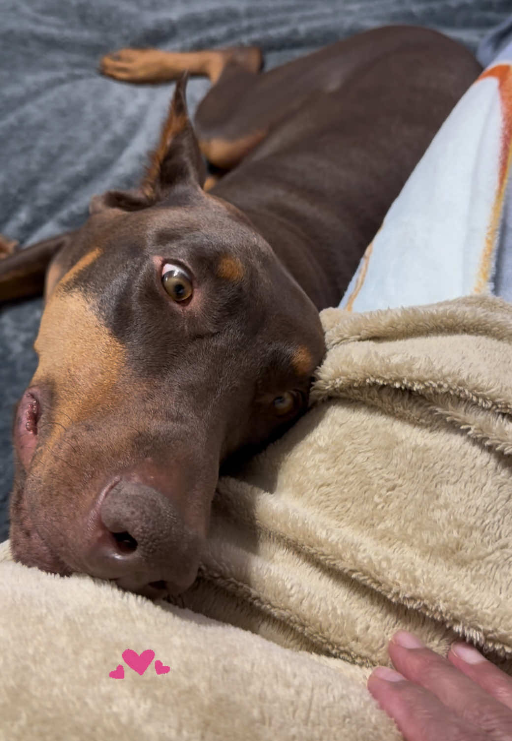 @Chocko The Doberman