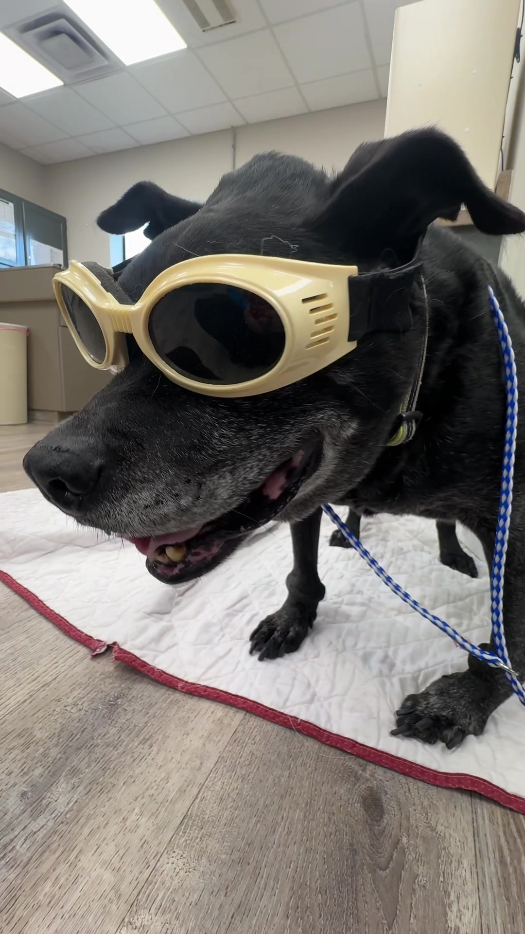 @Snodgrass Vet