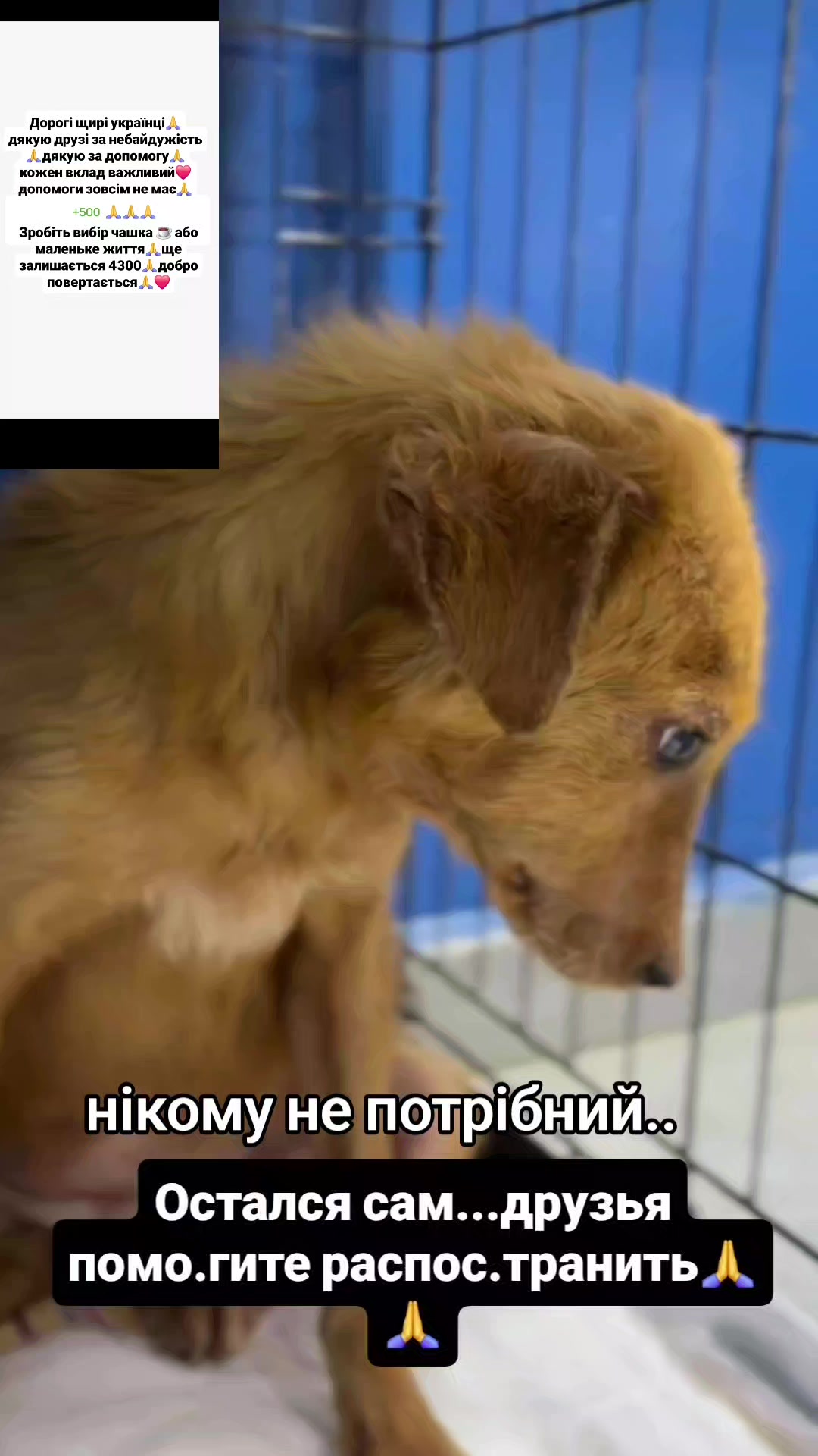 @animal