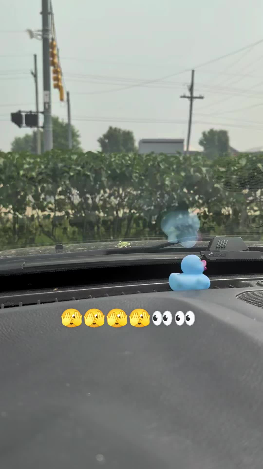 @Fancyface🦚