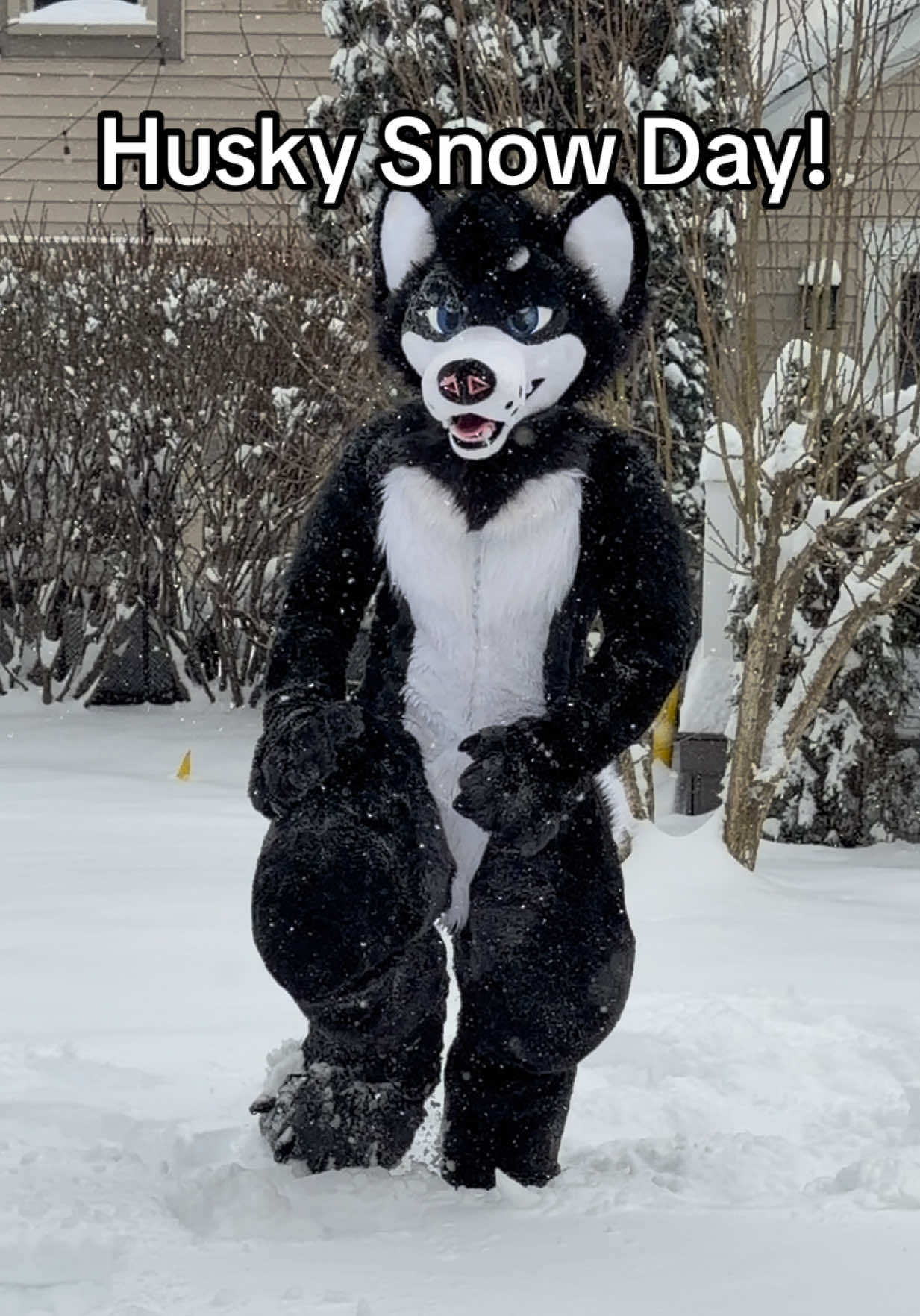 @SnowZard 🔜 FWA