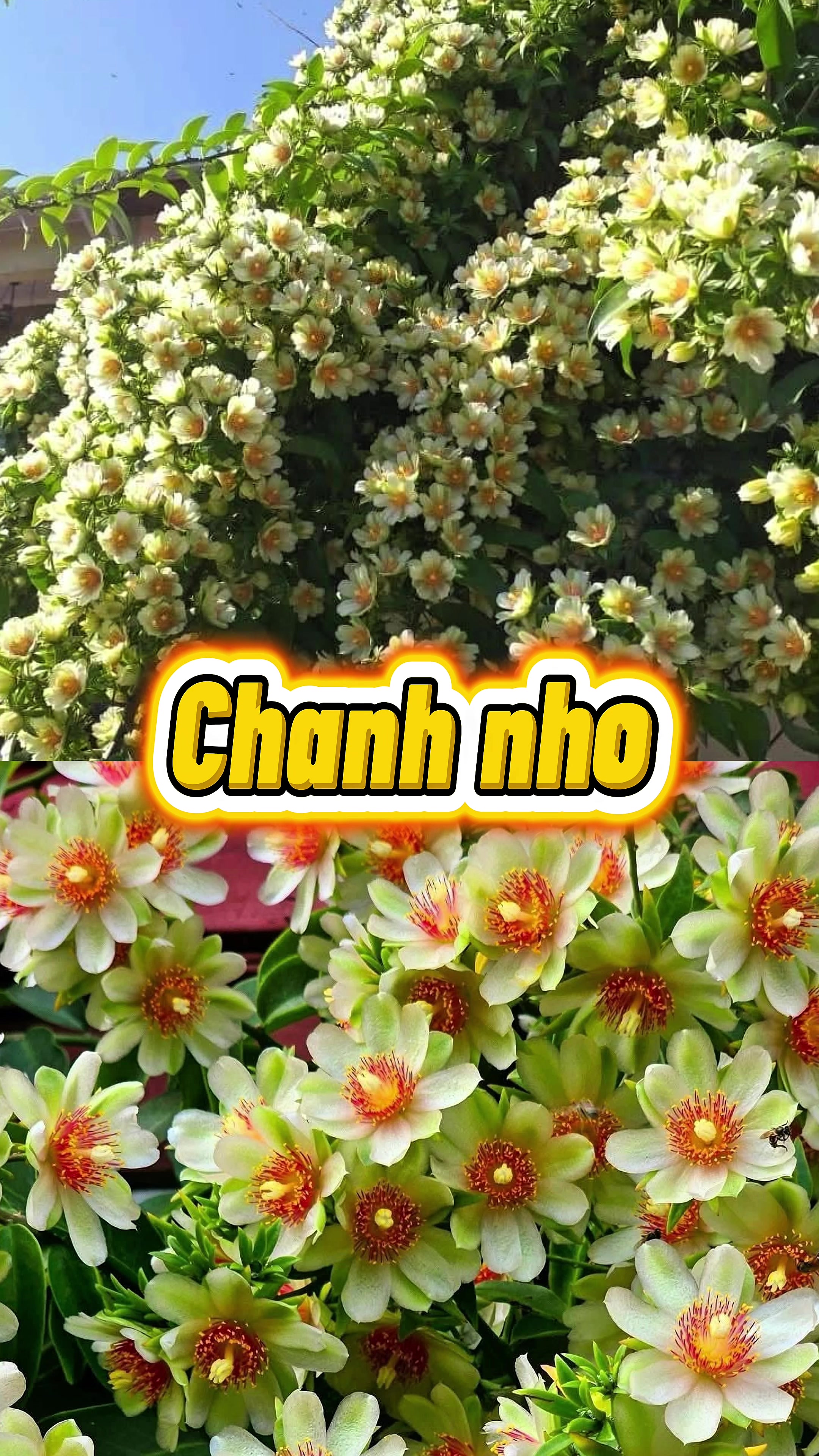 @Vườn Hồ H&acirc;n