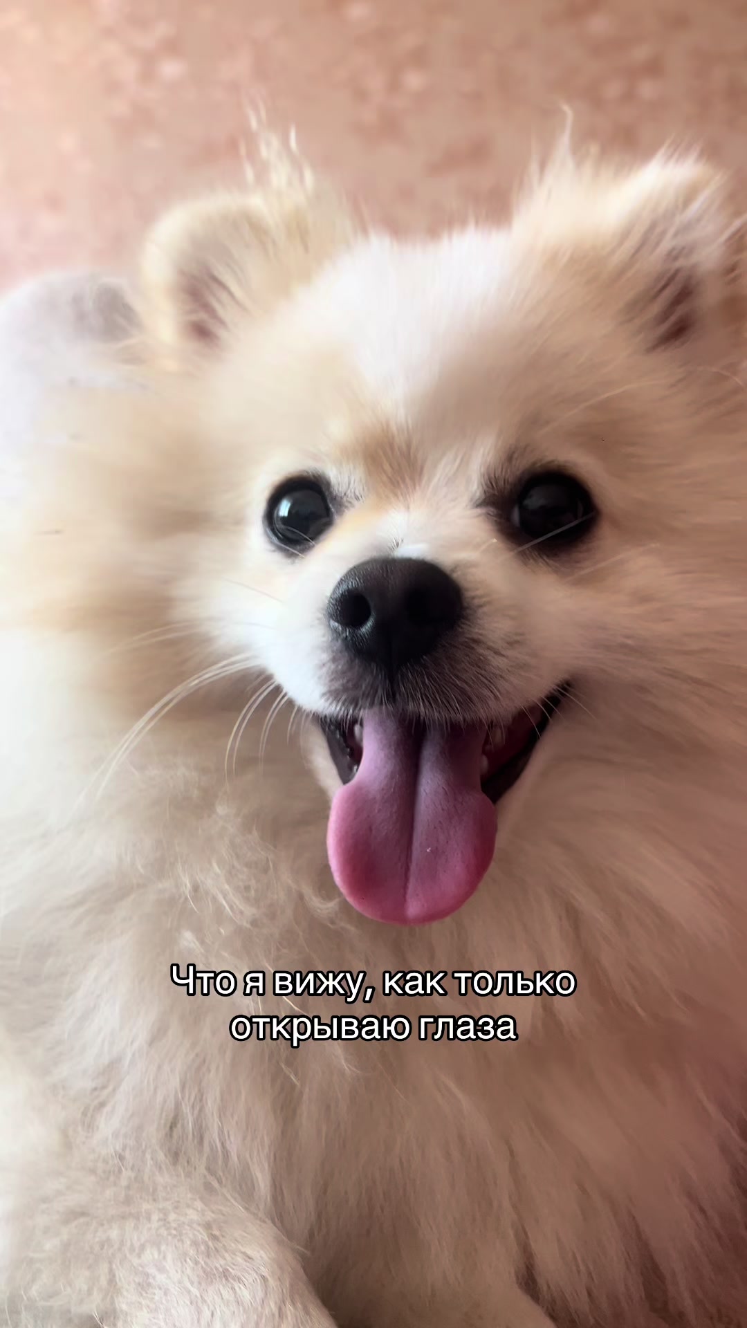 @๐ฐ ๐ด๐๐๐๐๐๐๐๐ ๐ฐ