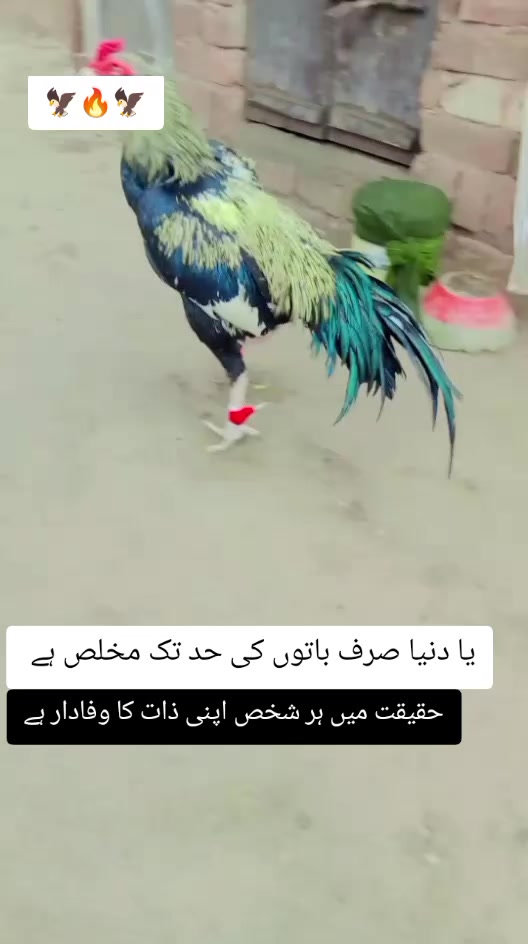 @kashifaseel2