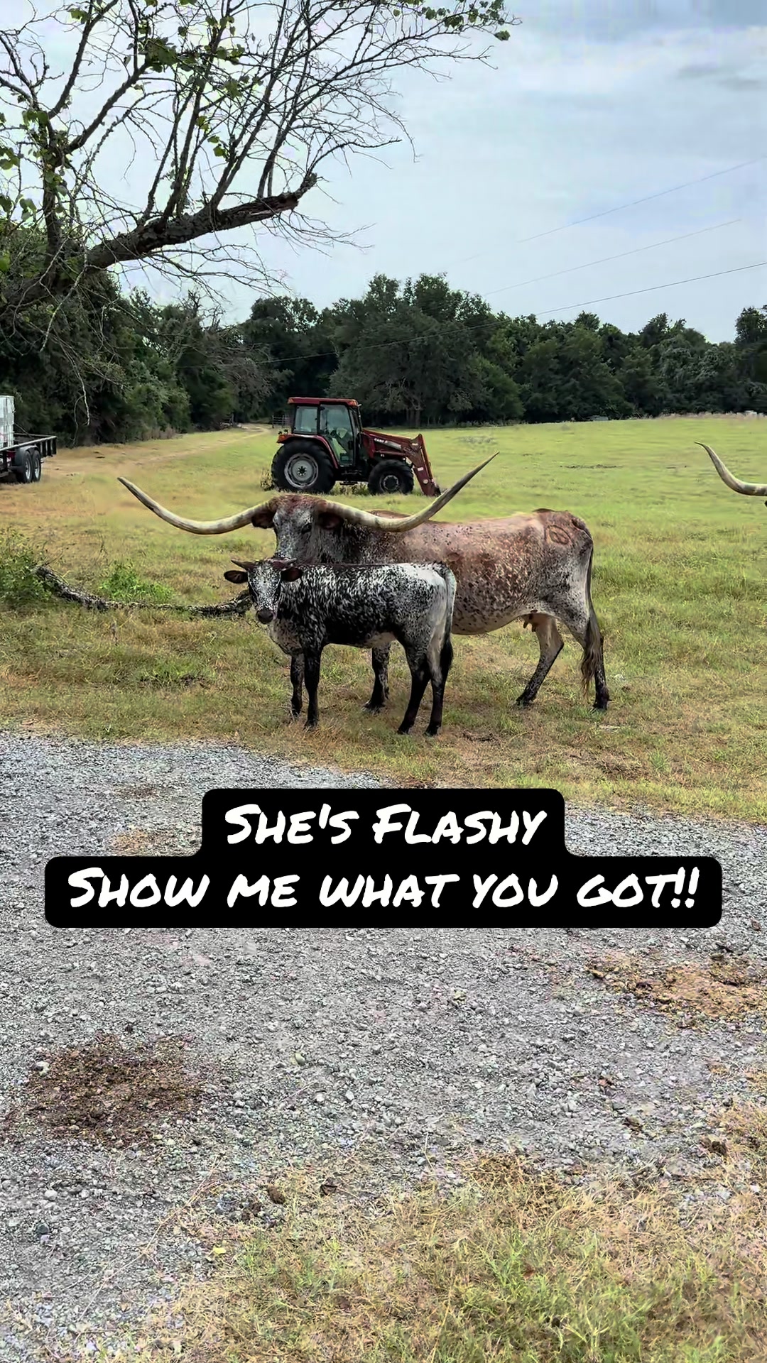 @bar_m_longhorns
