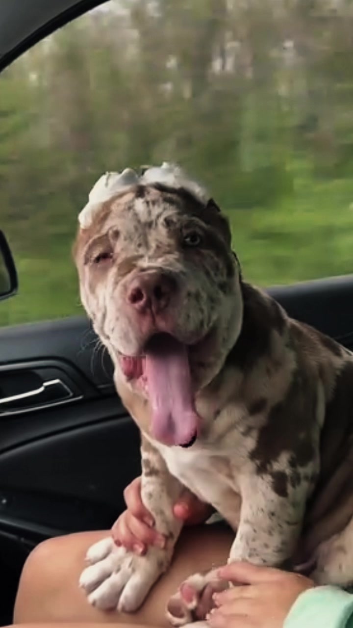 @bugattibloodlinekennels