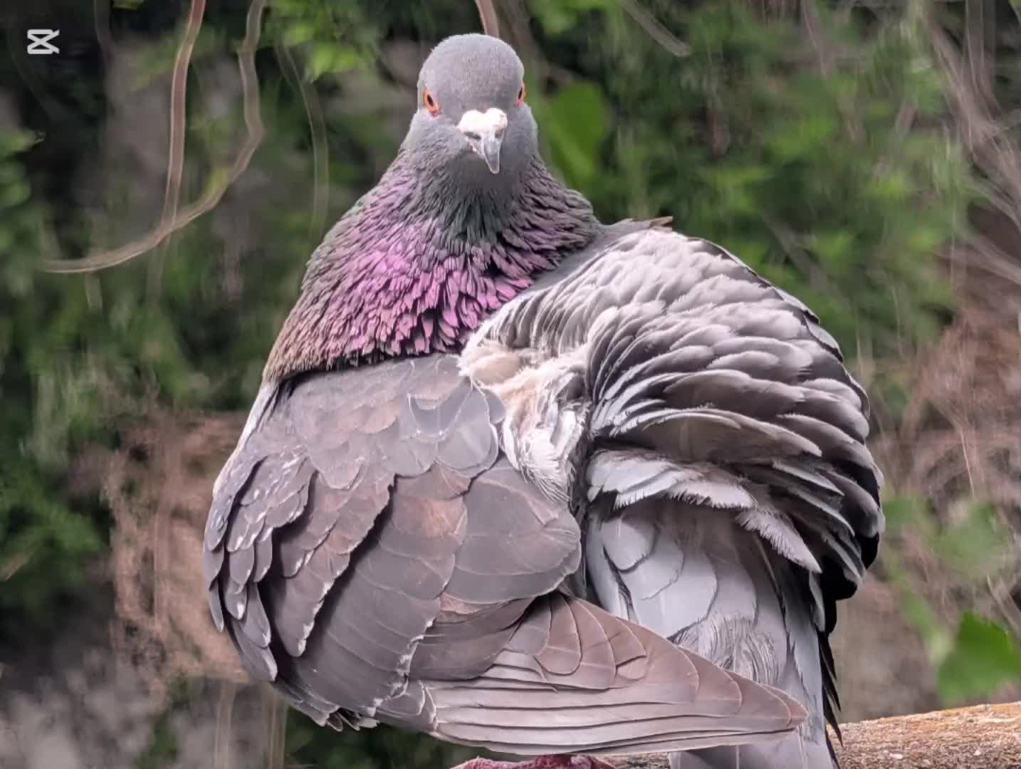 @自由人