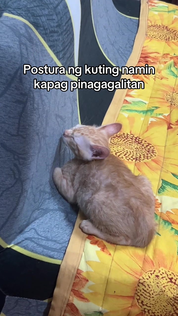 @Sir Ci 🐢