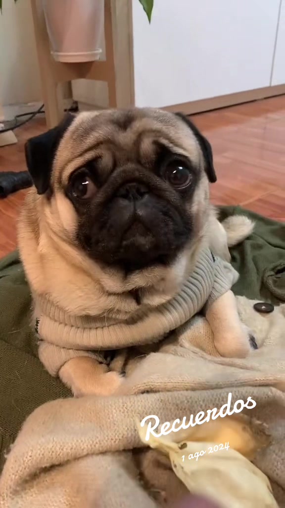 @Lolito pug carlino