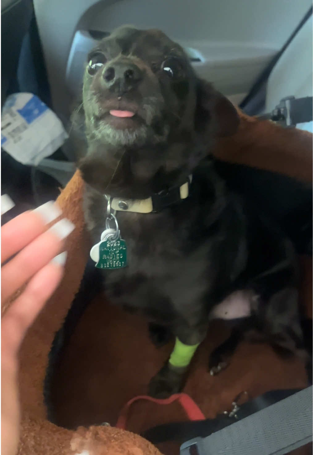 @Blackjack_Chihuahua