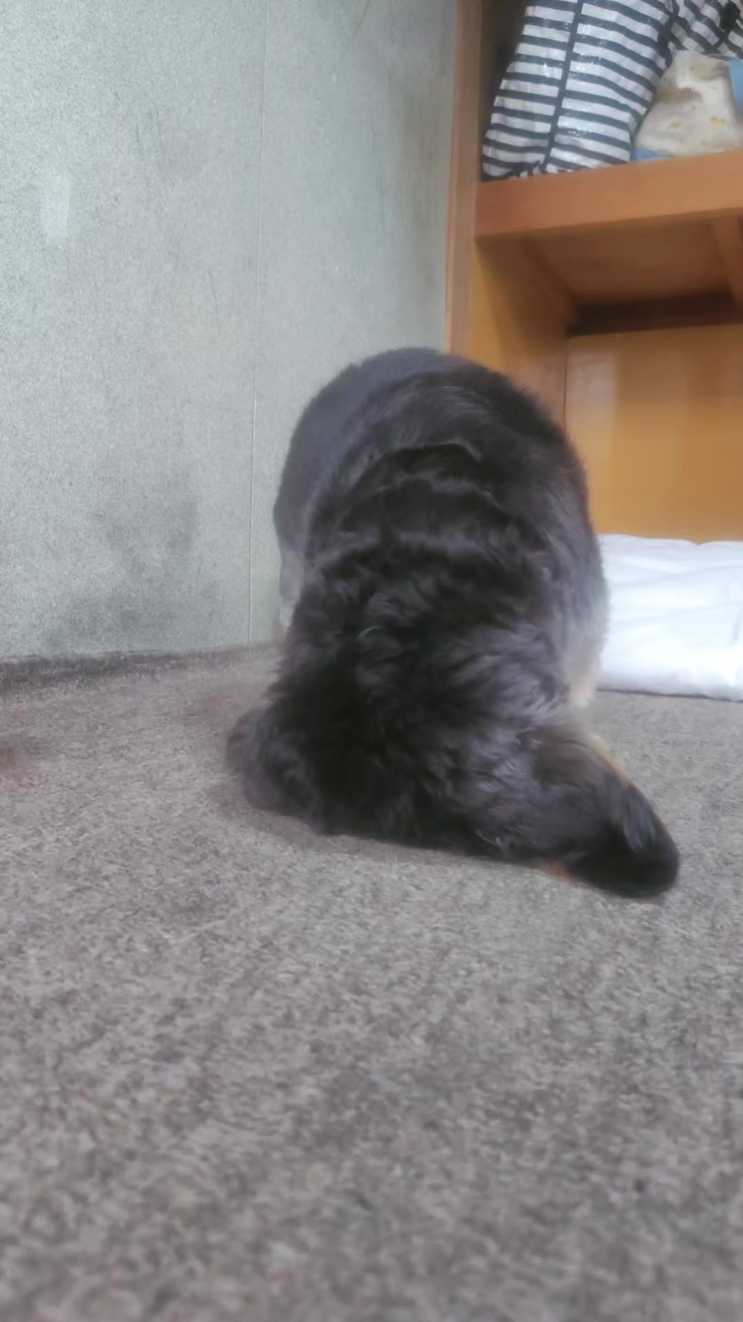 @♪にゃ〜ごぉ〜♪