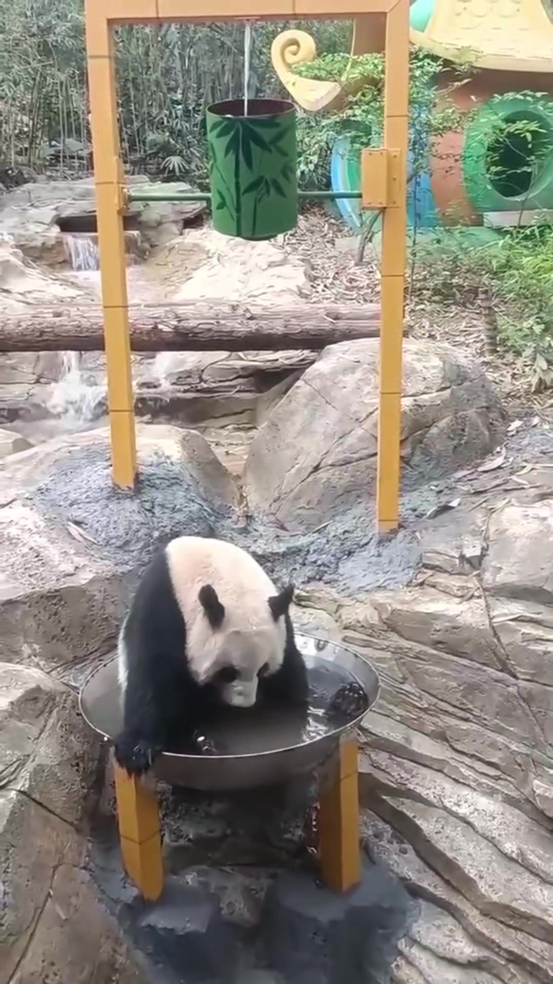 @🇵 🇦 🇳 🇩 🇦🐼🇯🇵✨