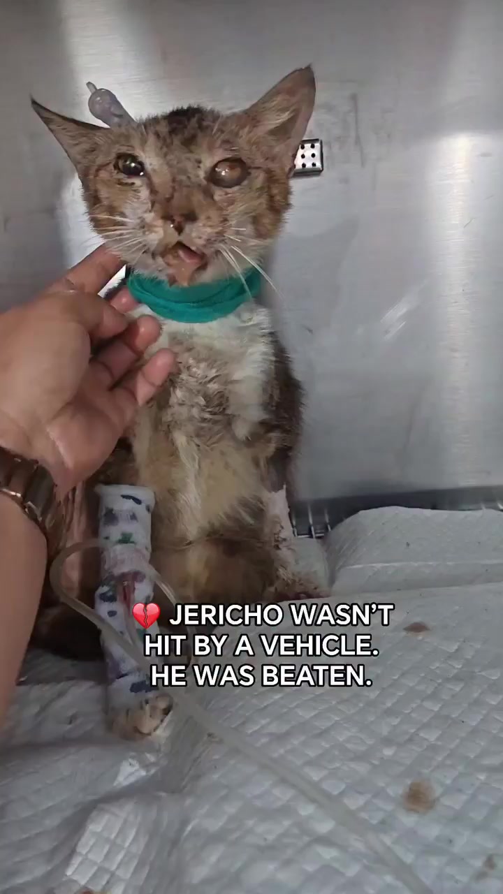 @mylharescues