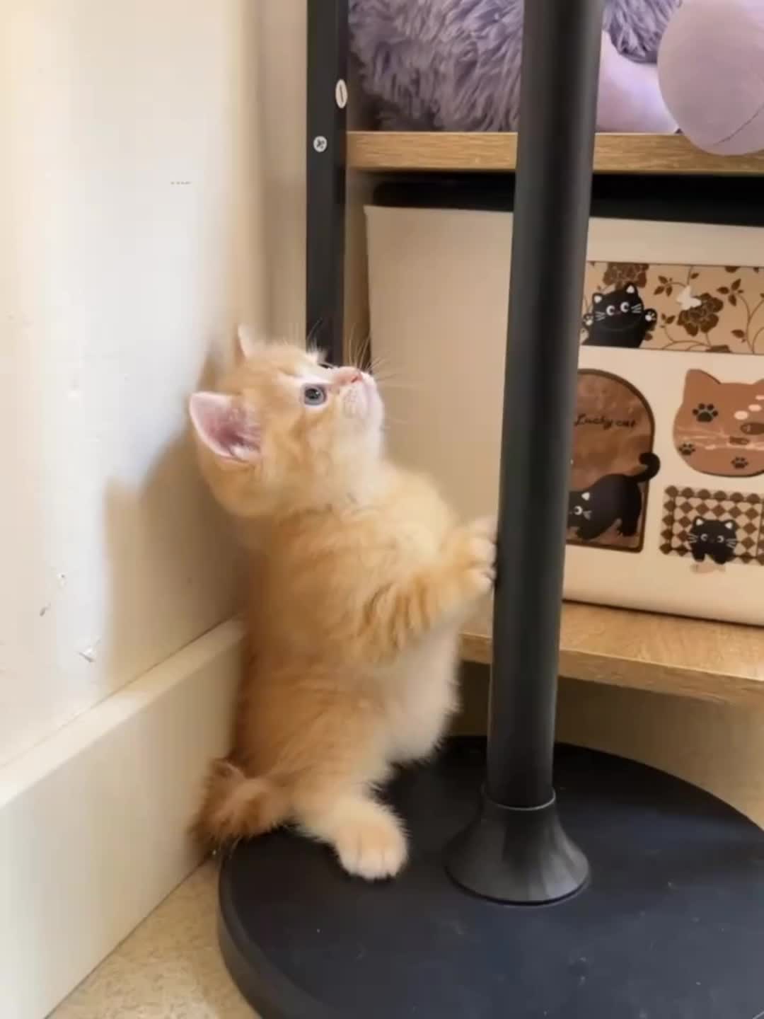 @cheerypaws