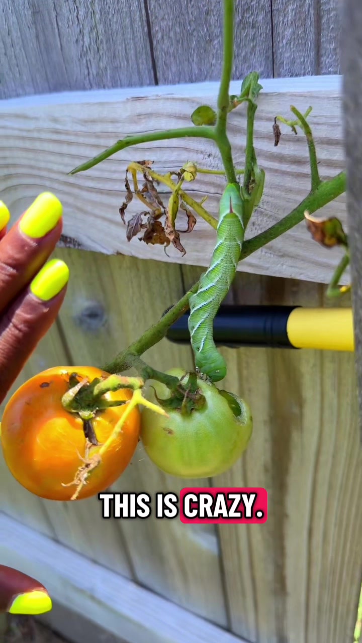 @Our Texas Garden | zone8b