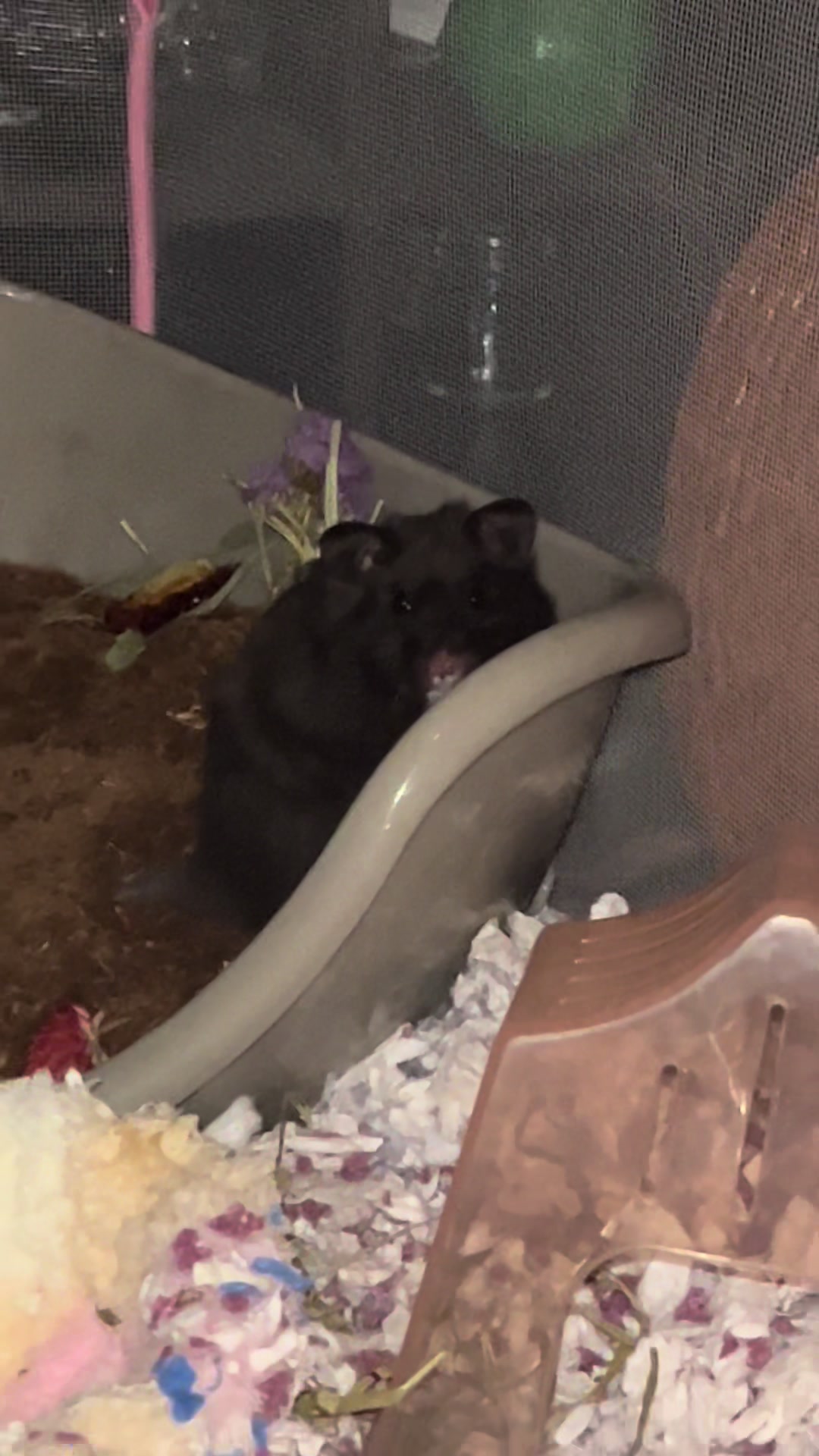 @Oh shit I’m the rat🐀