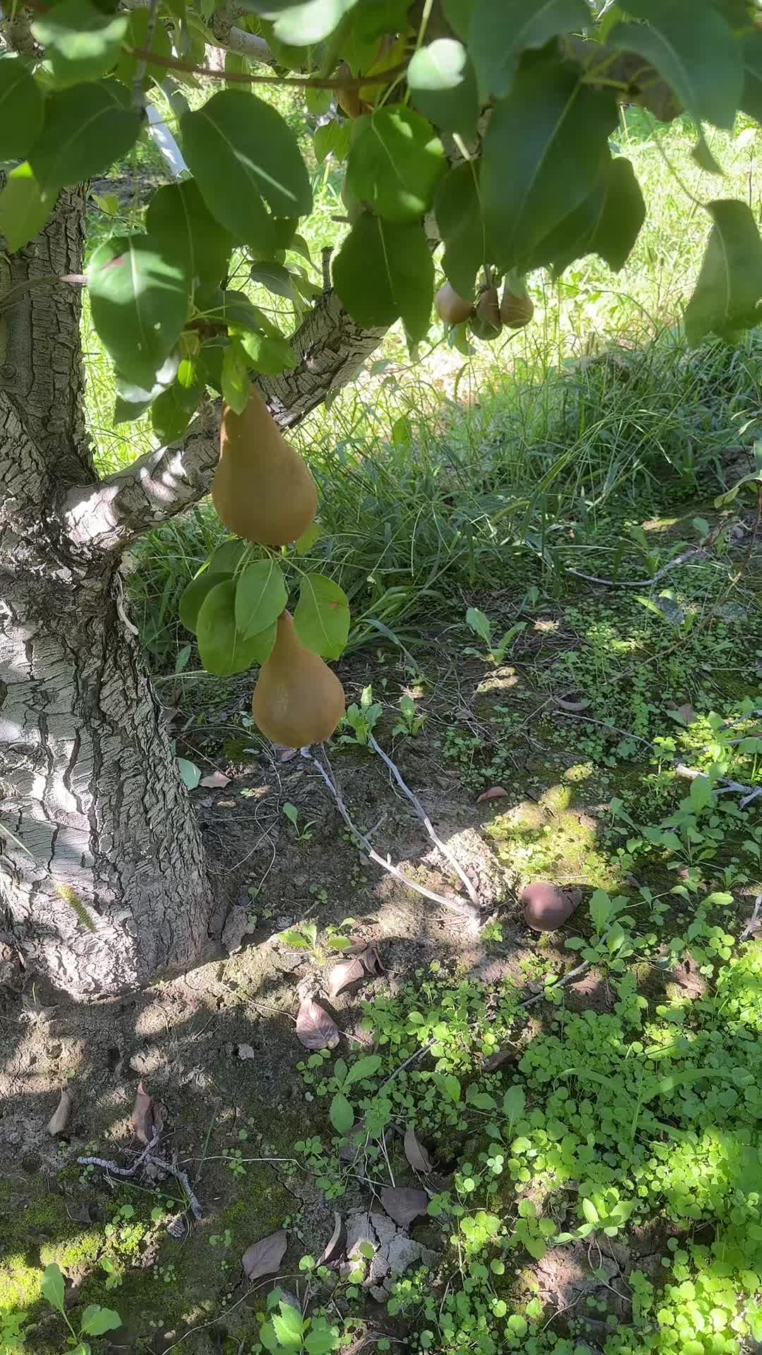 @flaco_S17