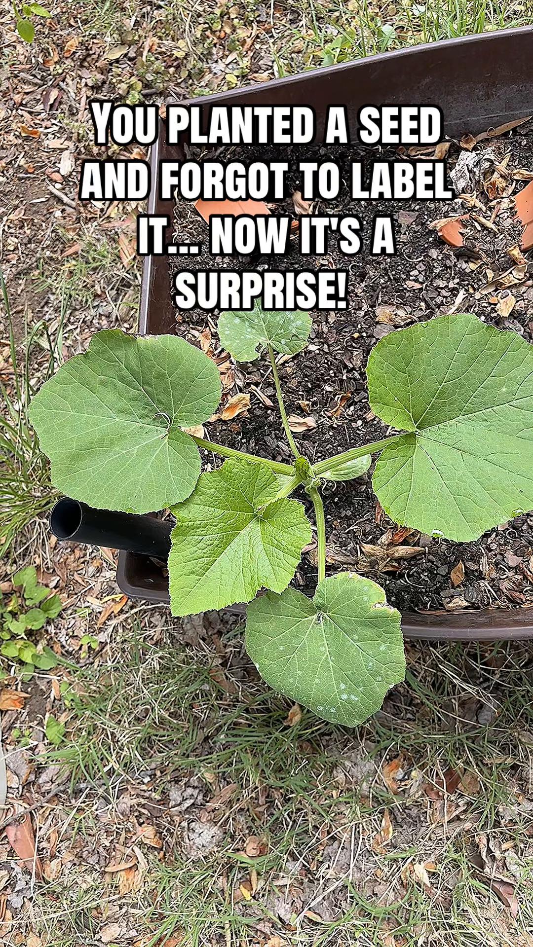 @greengirlgardens