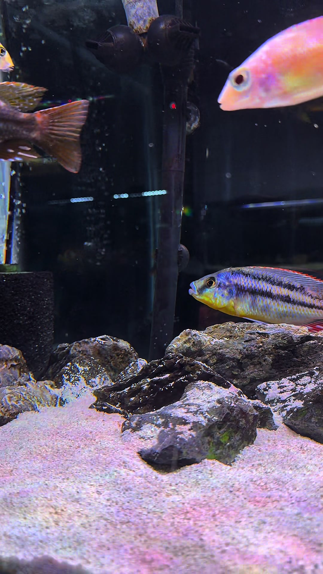 @Cichlid Adventures