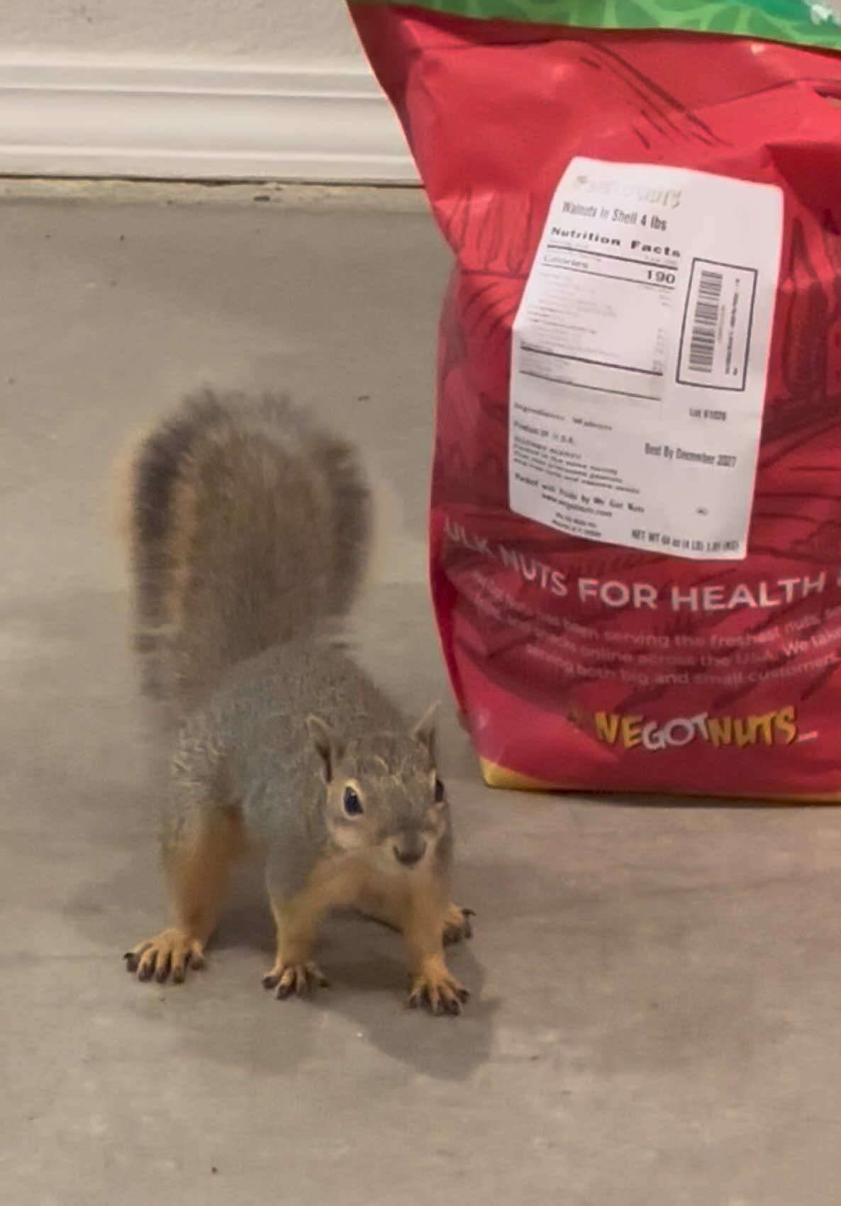 @Squirrel Guy