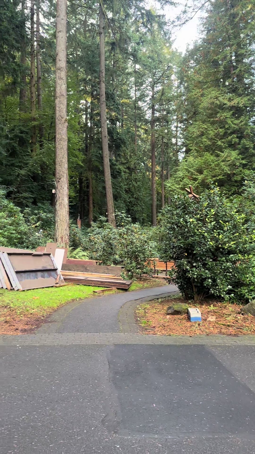 @🌲