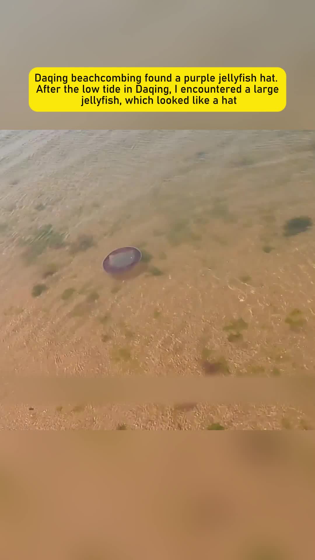 @seafood.vlog