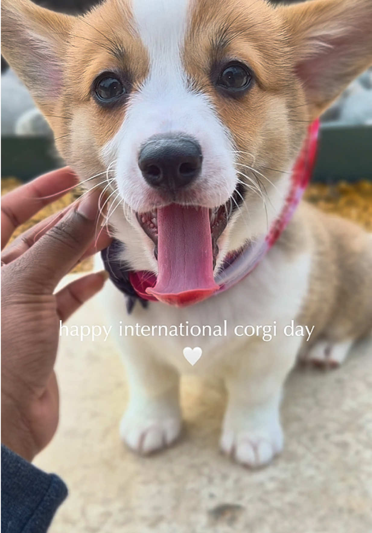 @Petland Oklahoma City