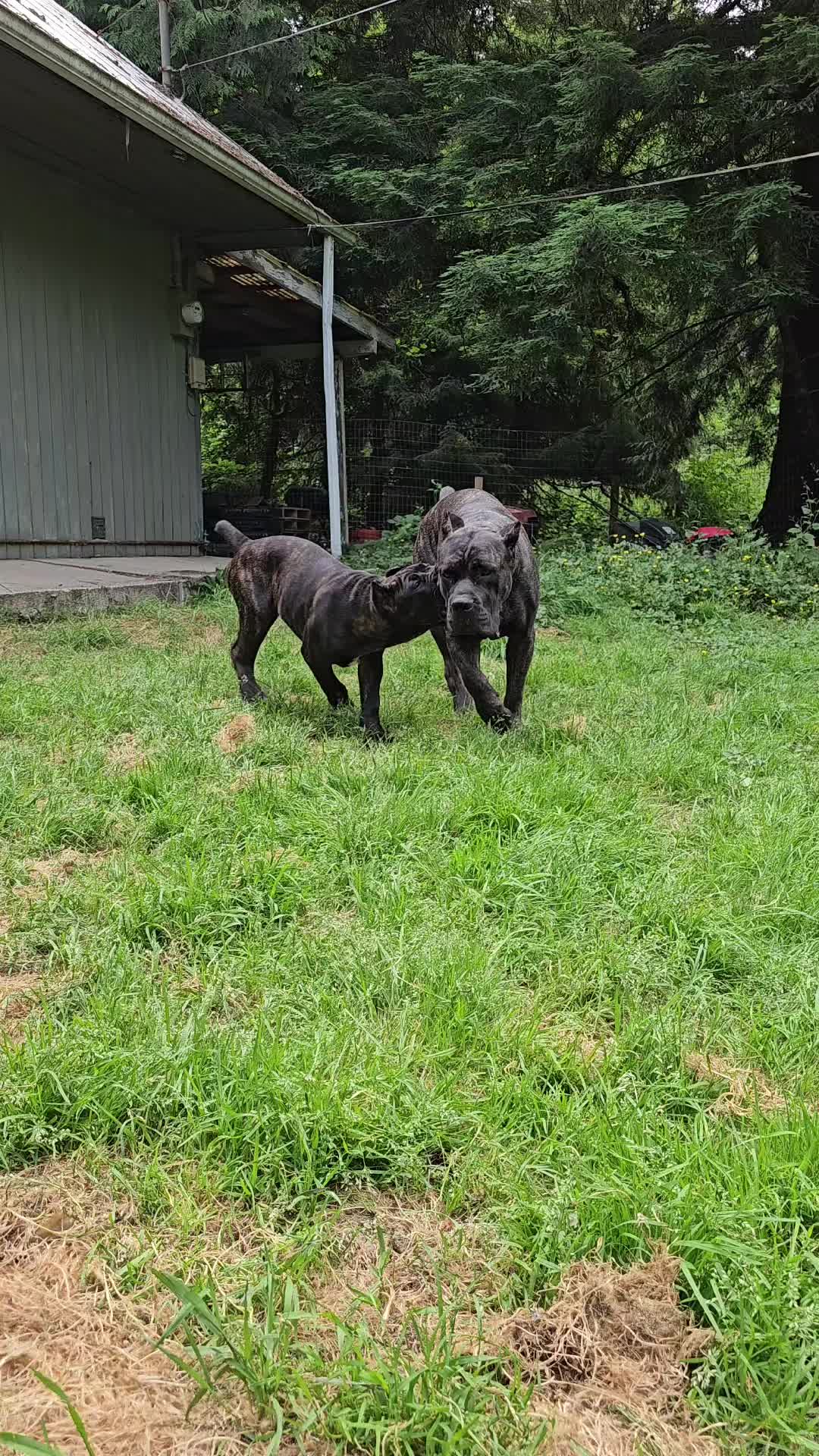 @SalmonCreekCaneCorso