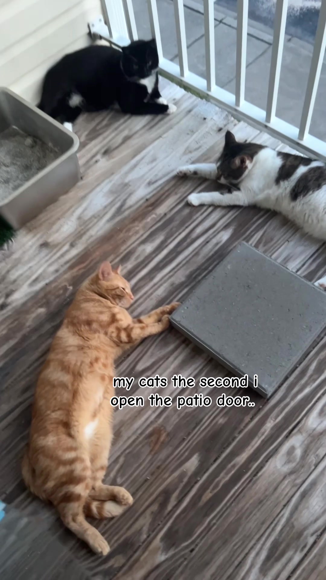 @lora’s lil crew 🐈⬛🫶🏼