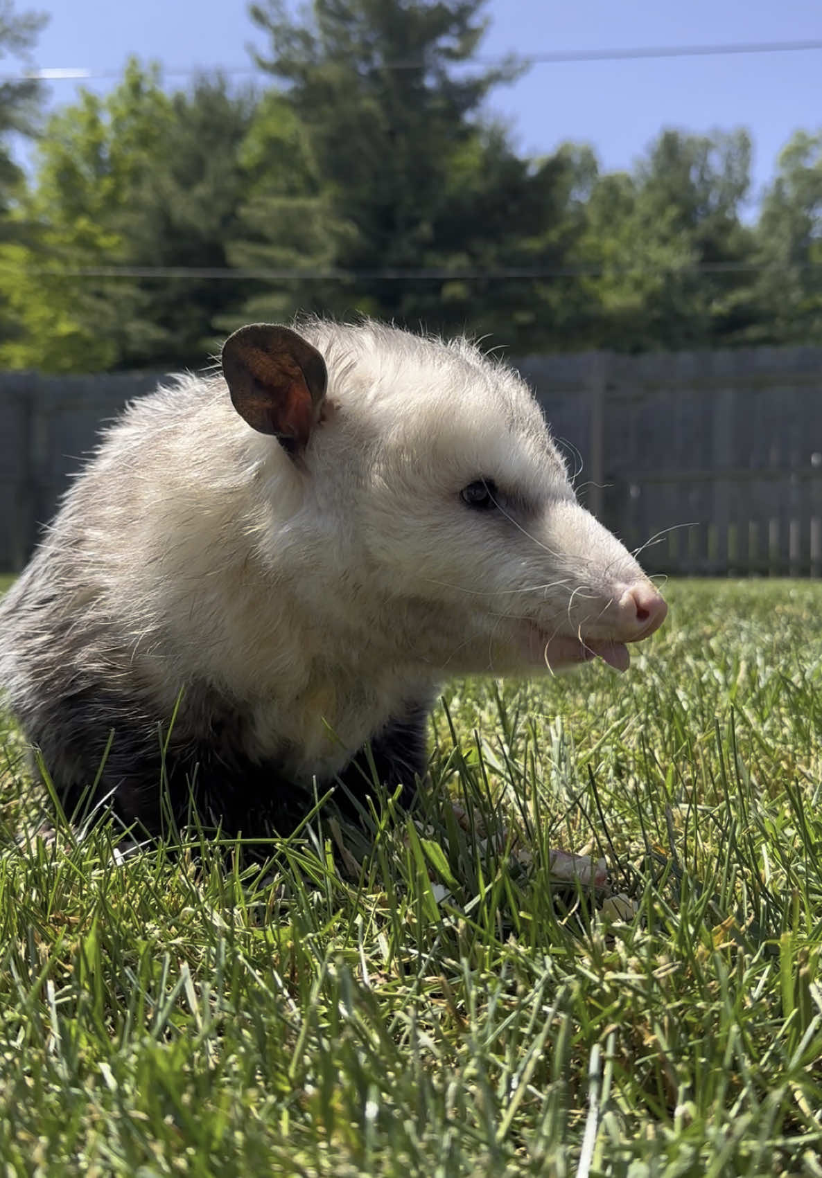 @GladysOpossum