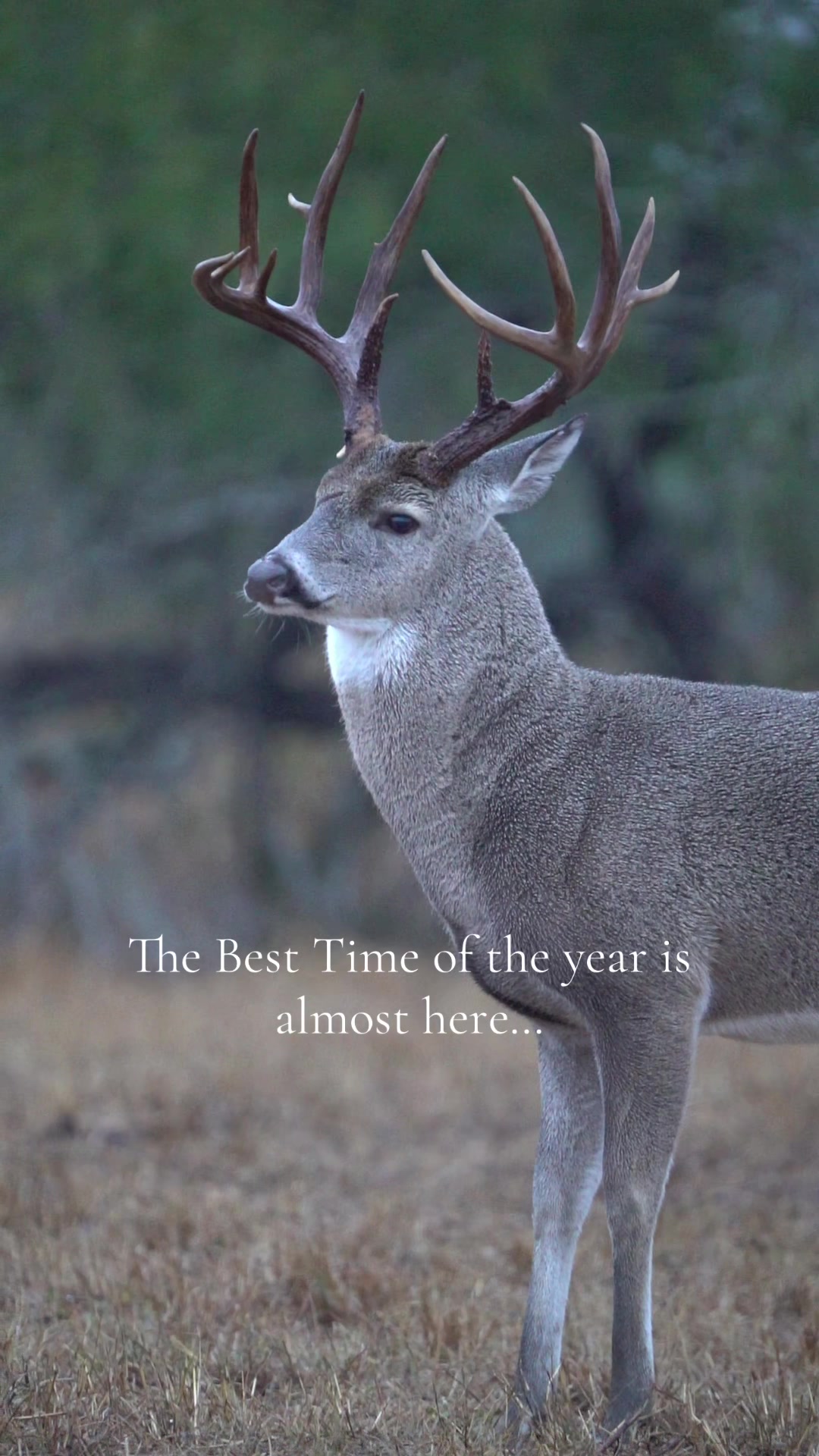 @South Texas Whitetails