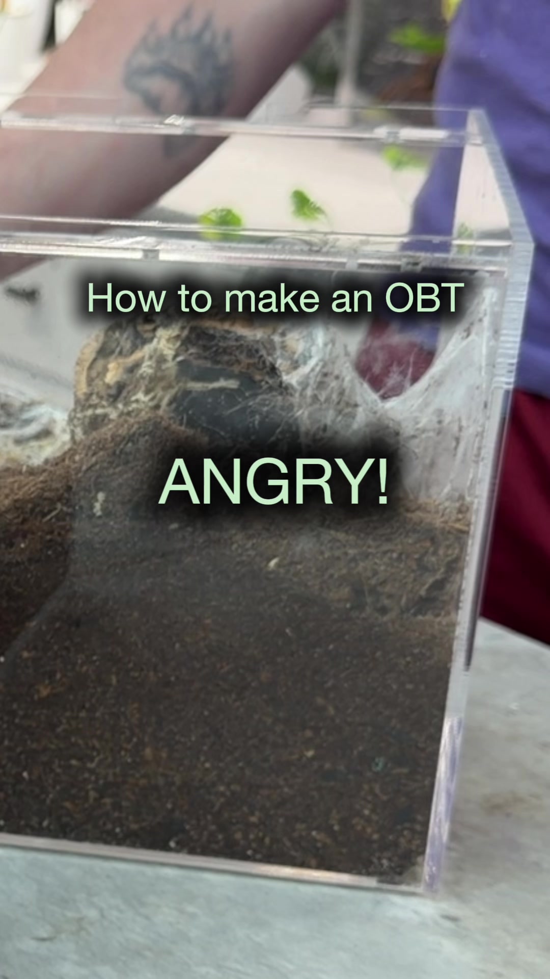 @Spider Conservatory