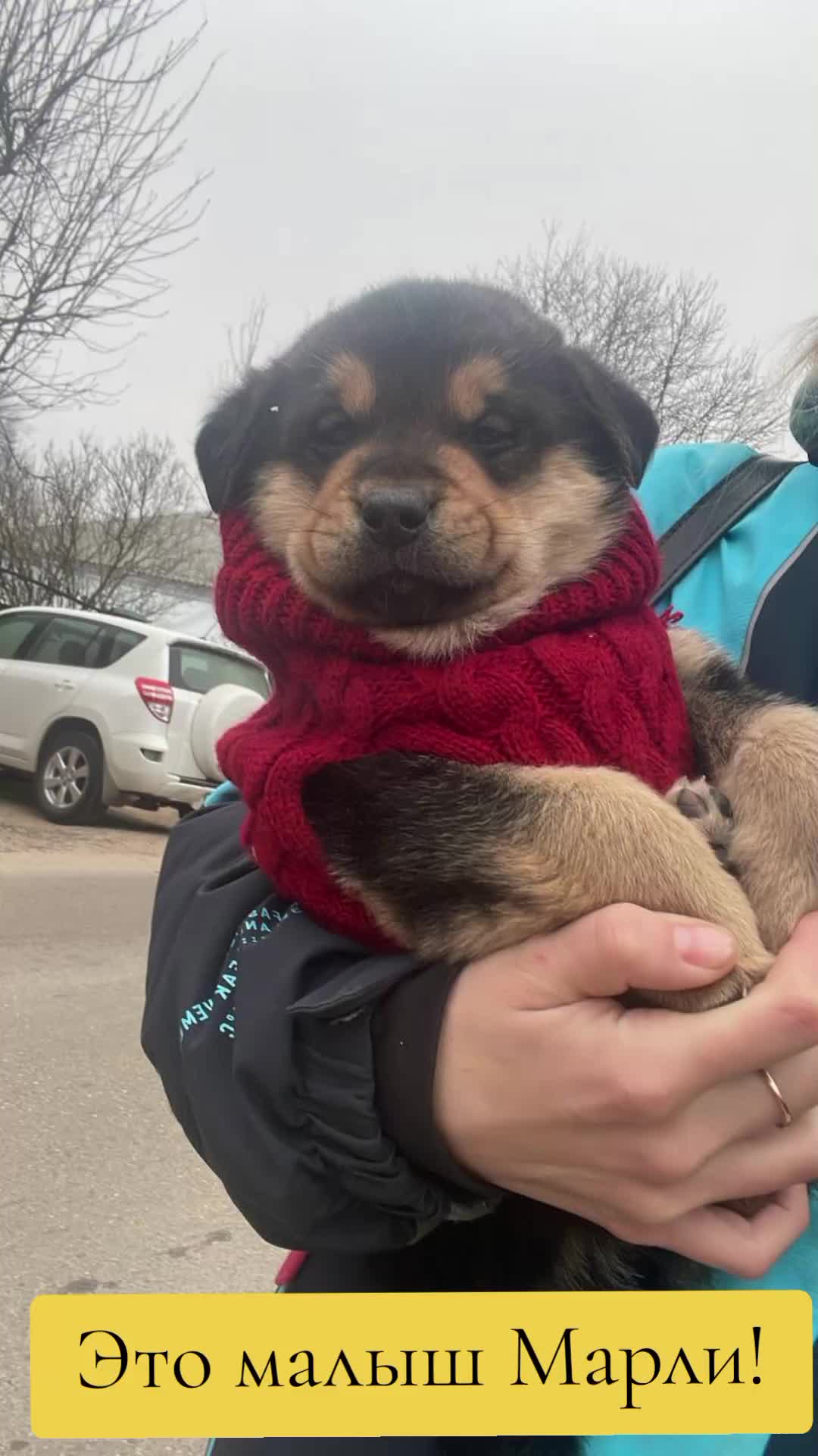 @Animals of Khimki