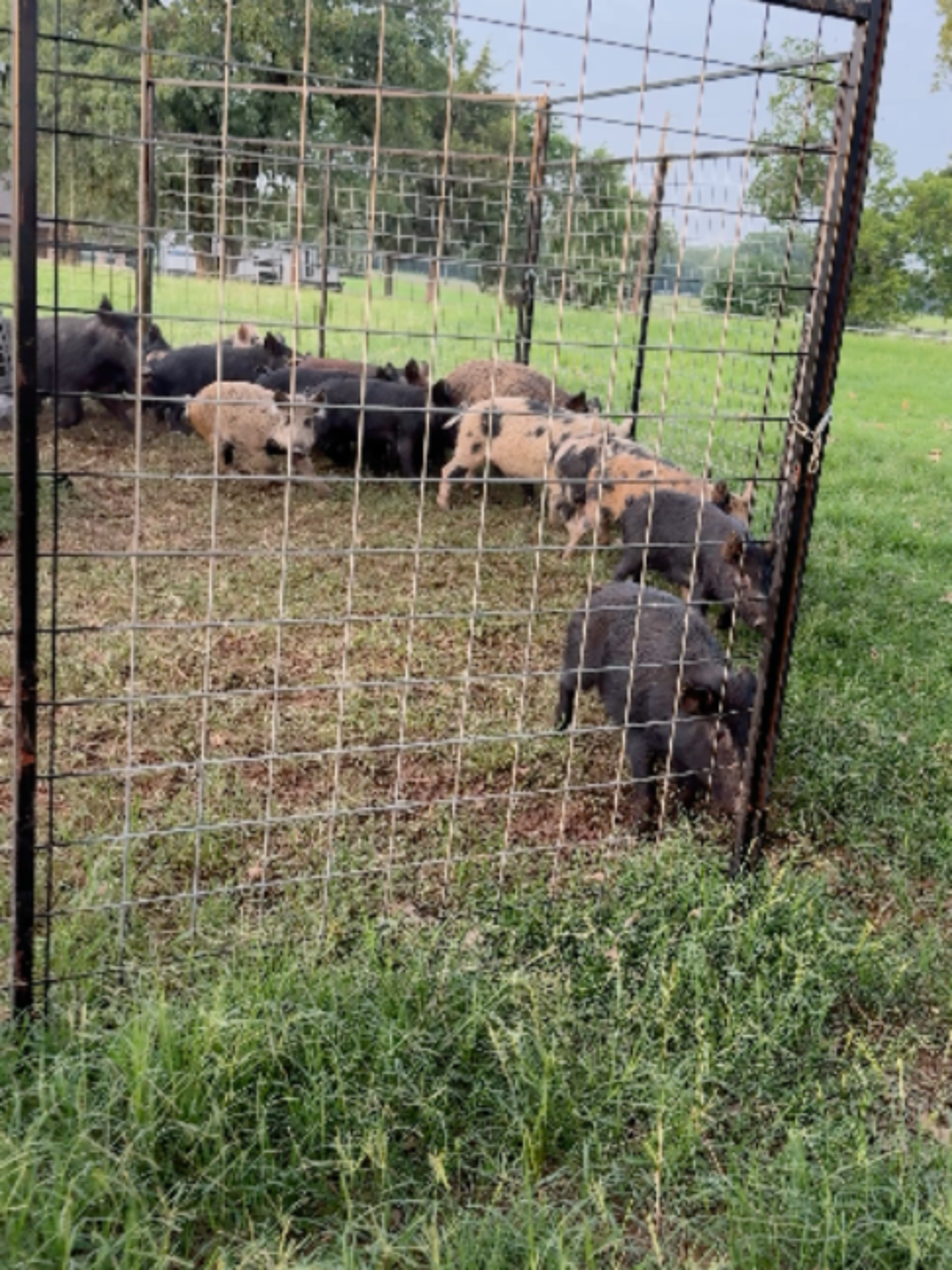 @Hog Brothers Custom Hog Traps