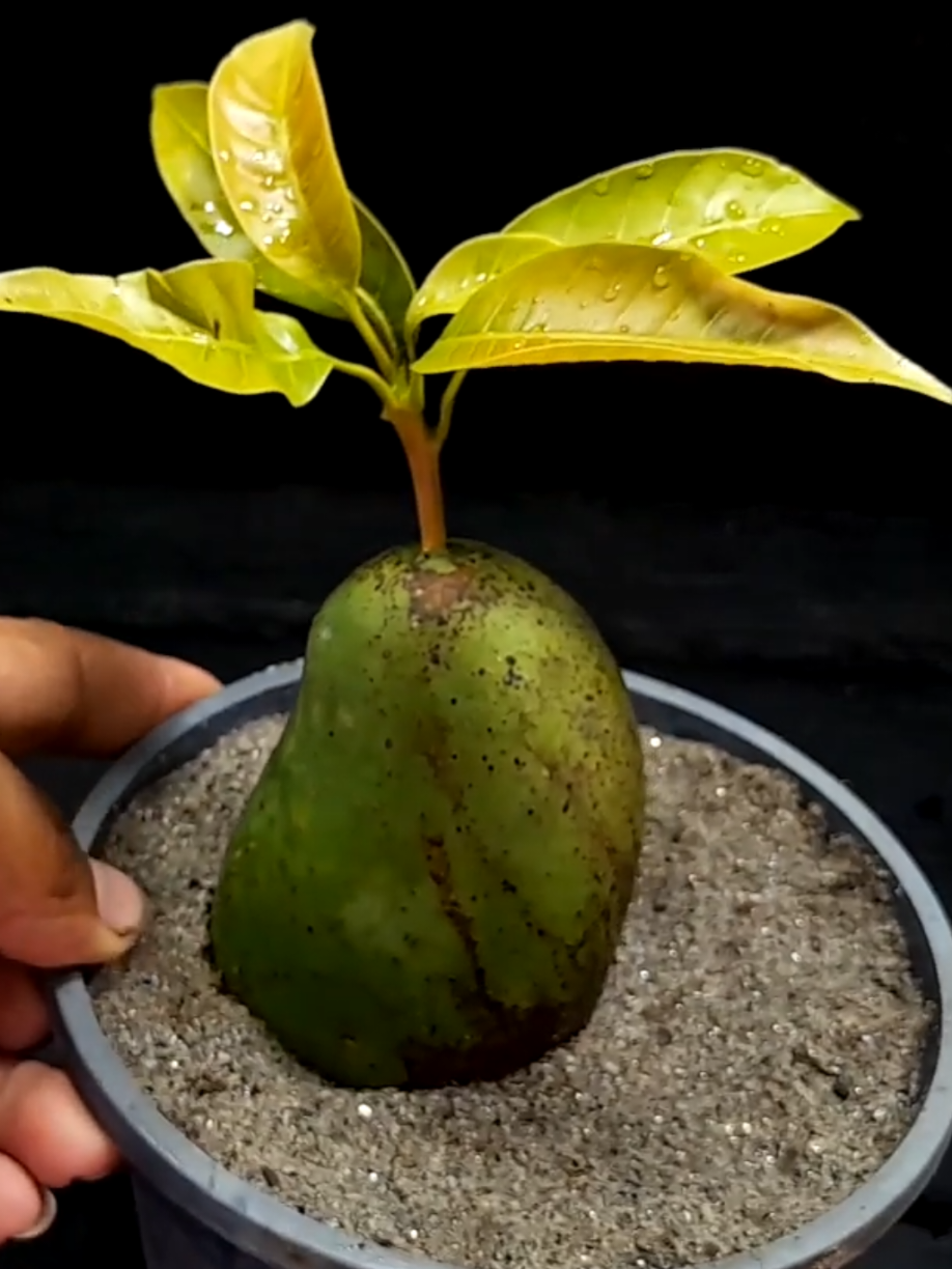 @PlantsLife