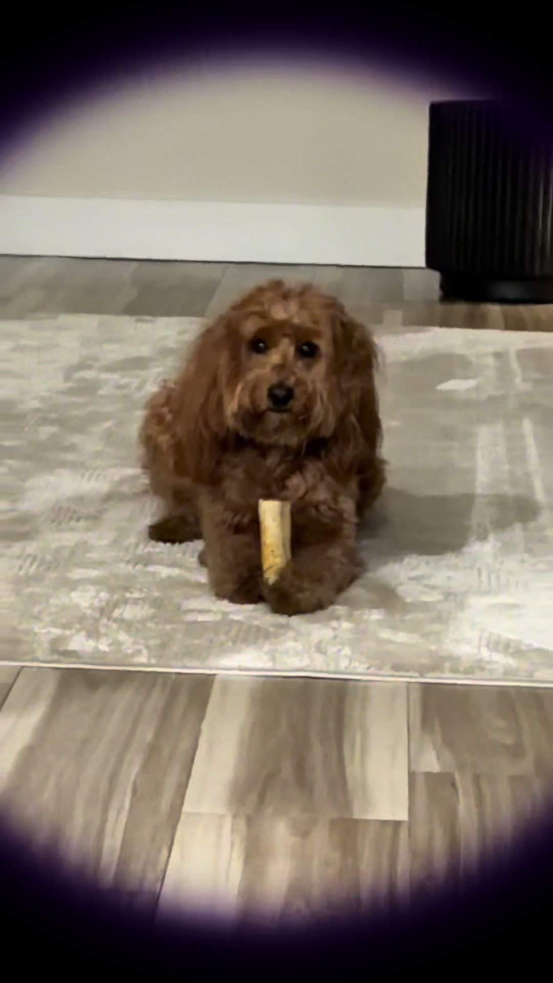 @TuckerTheTurlockDoodle